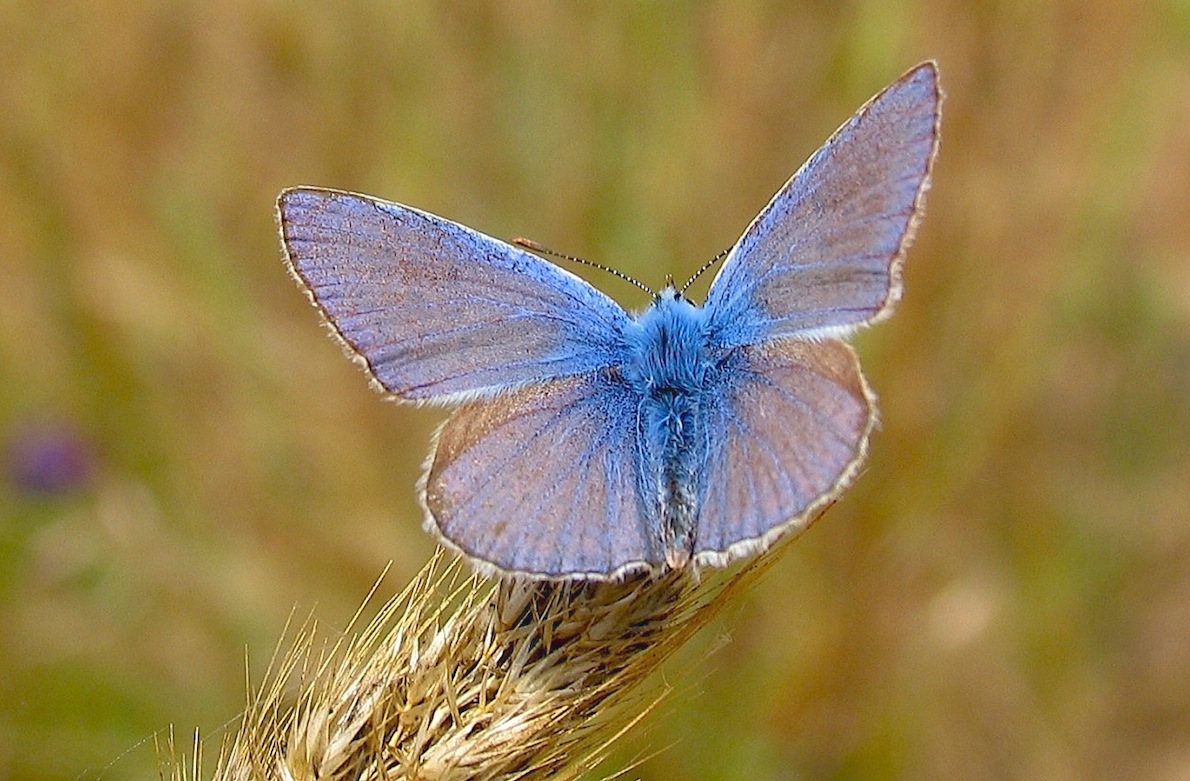 Informazioni e note su Polyommatus icarus / celina